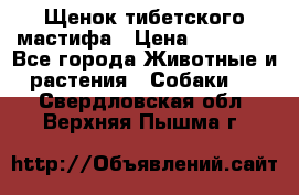 Щенок тибетского мастифа › Цена ­ 60 000 - Все города Животные и растения » Собаки   . Свердловская обл.,Верхняя Пышма г.